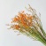 【300天超长花期】火焰兰雄黄兰多年生庭院花卉盆栽易活