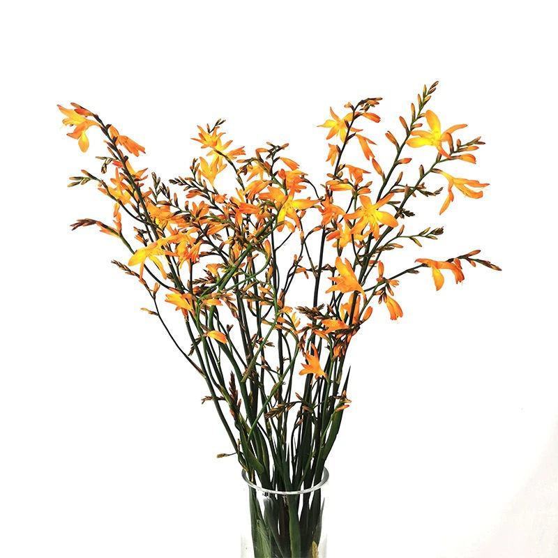 【300天超长花期】火焰兰雄黄兰多年生庭院花卉盆栽易活