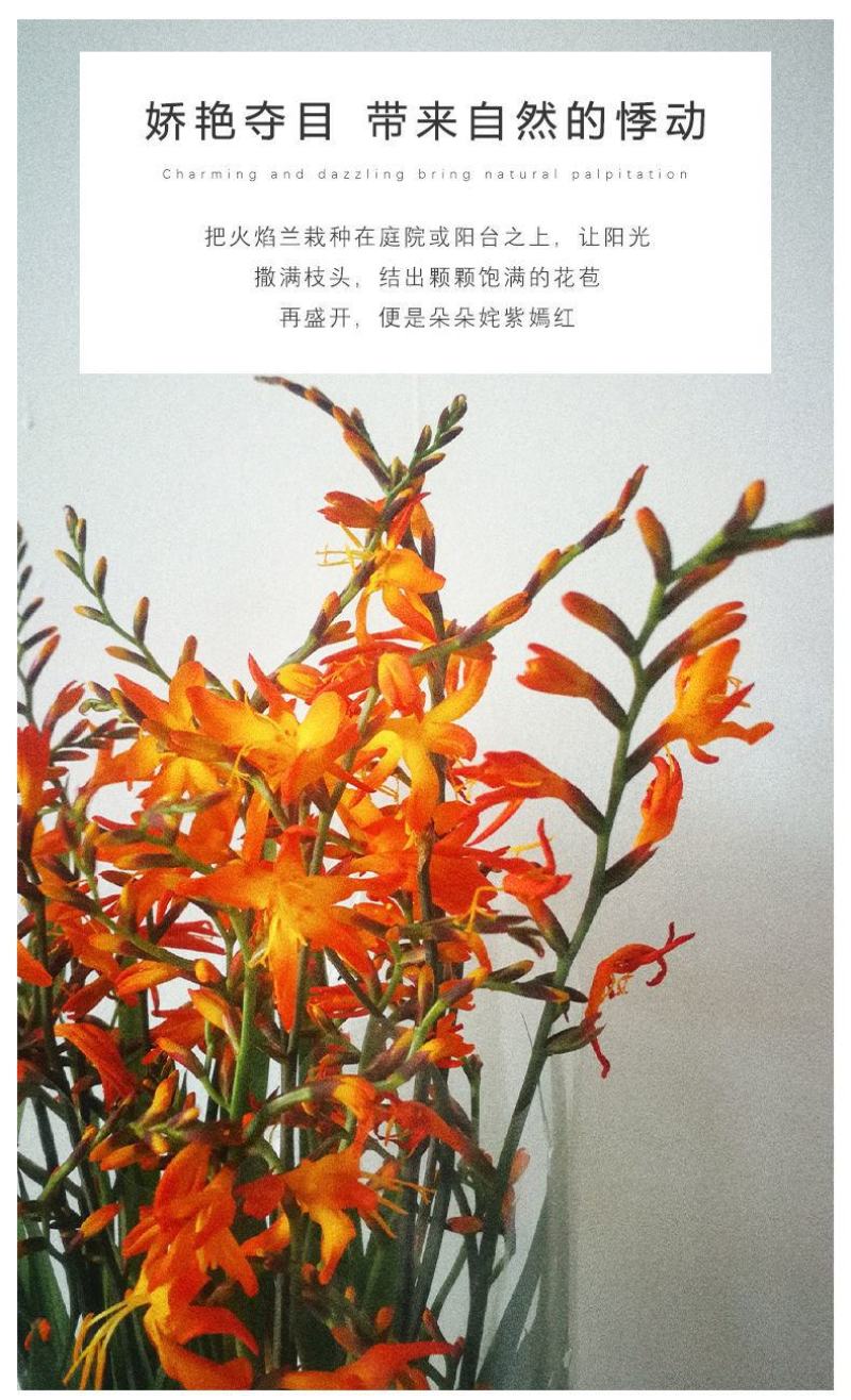 【300天超长花期】火焰兰雄黄兰多年生庭院花卉盆栽易活