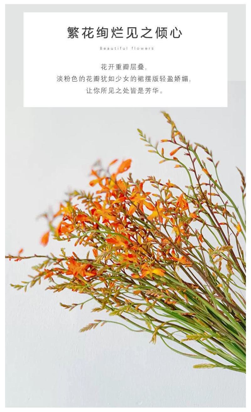 【300天超长花期】火焰兰雄黄兰多年生庭院花卉盆栽易活