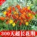 【300天超长花期】火焰兰雄黄兰多年生庭院花卉盆栽易活