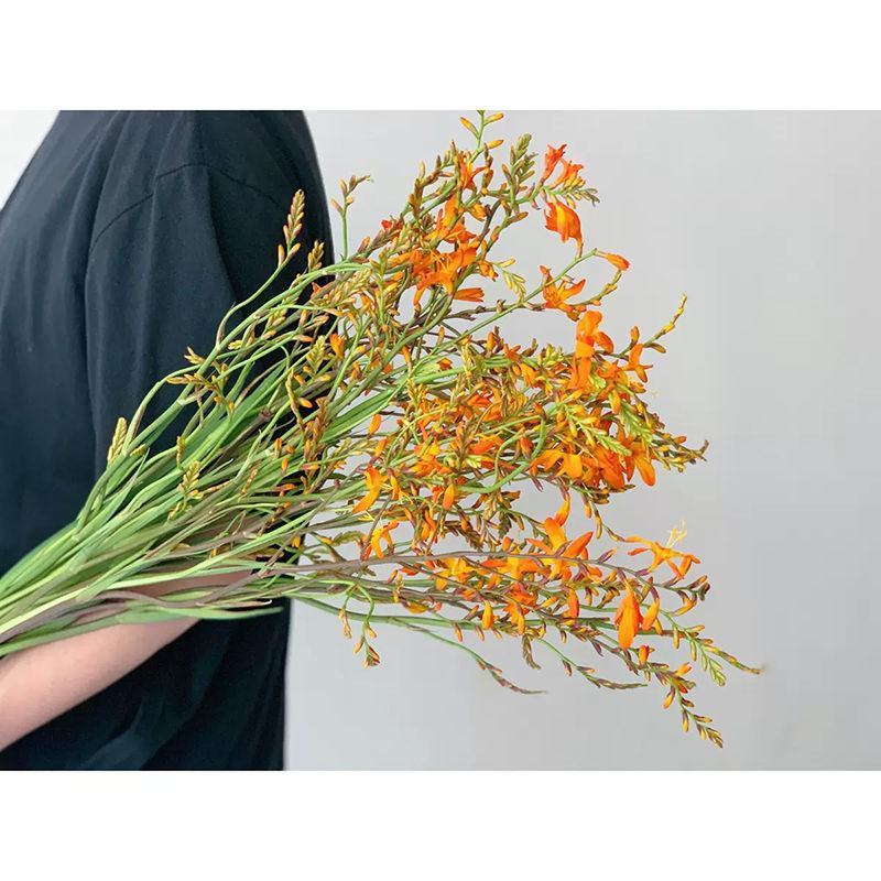 【300天超长花期】火焰兰雄黄兰多年生庭院花卉盆栽易活