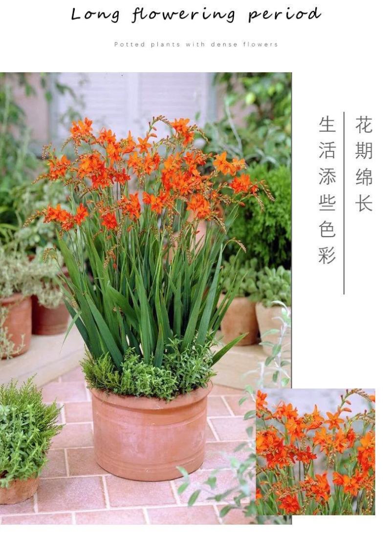 【300天超长花期】火焰兰雄黄兰多年生庭院花卉盆栽易活