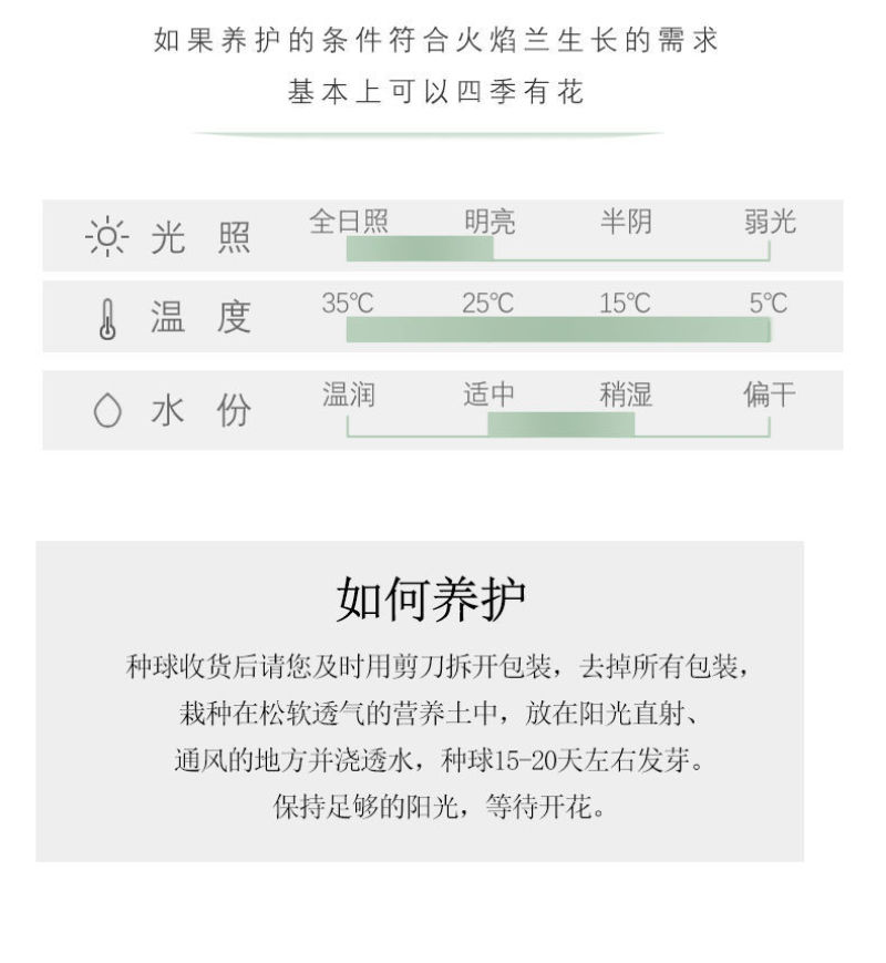 【300天超长花期】火焰兰雄黄兰多年生庭院花卉盆栽易活