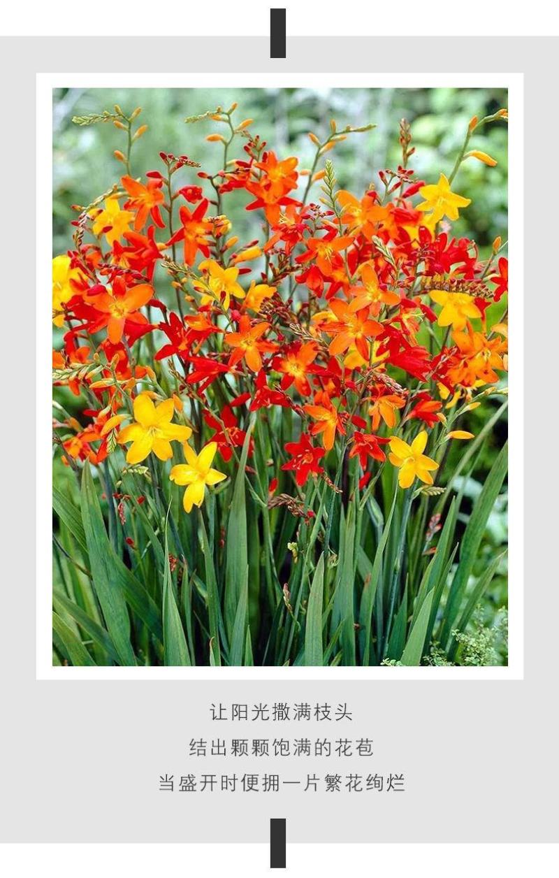 【300天超长花期】火焰兰雄黄兰多年生庭院花卉盆栽易活