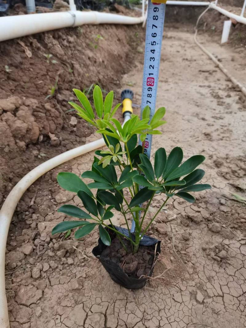 鹅掌柴鸭脚木绿化工程袋苗园林绿化