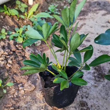 鹅掌柴鸭脚木绿化工程袋苗园林绿化
