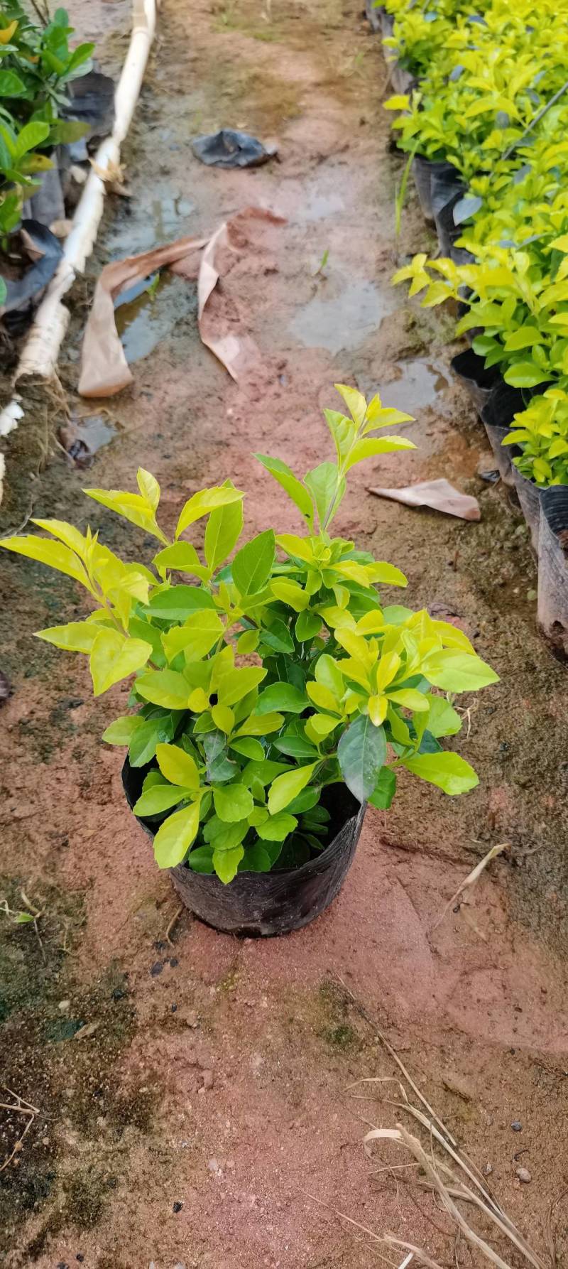 鹅掌柴鸭脚木绿化工程袋苗园林绿化