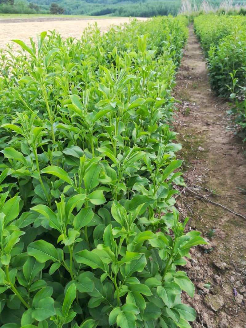 关苍术种子（苗）枪头菜，纯本地野生繁育地道药材！