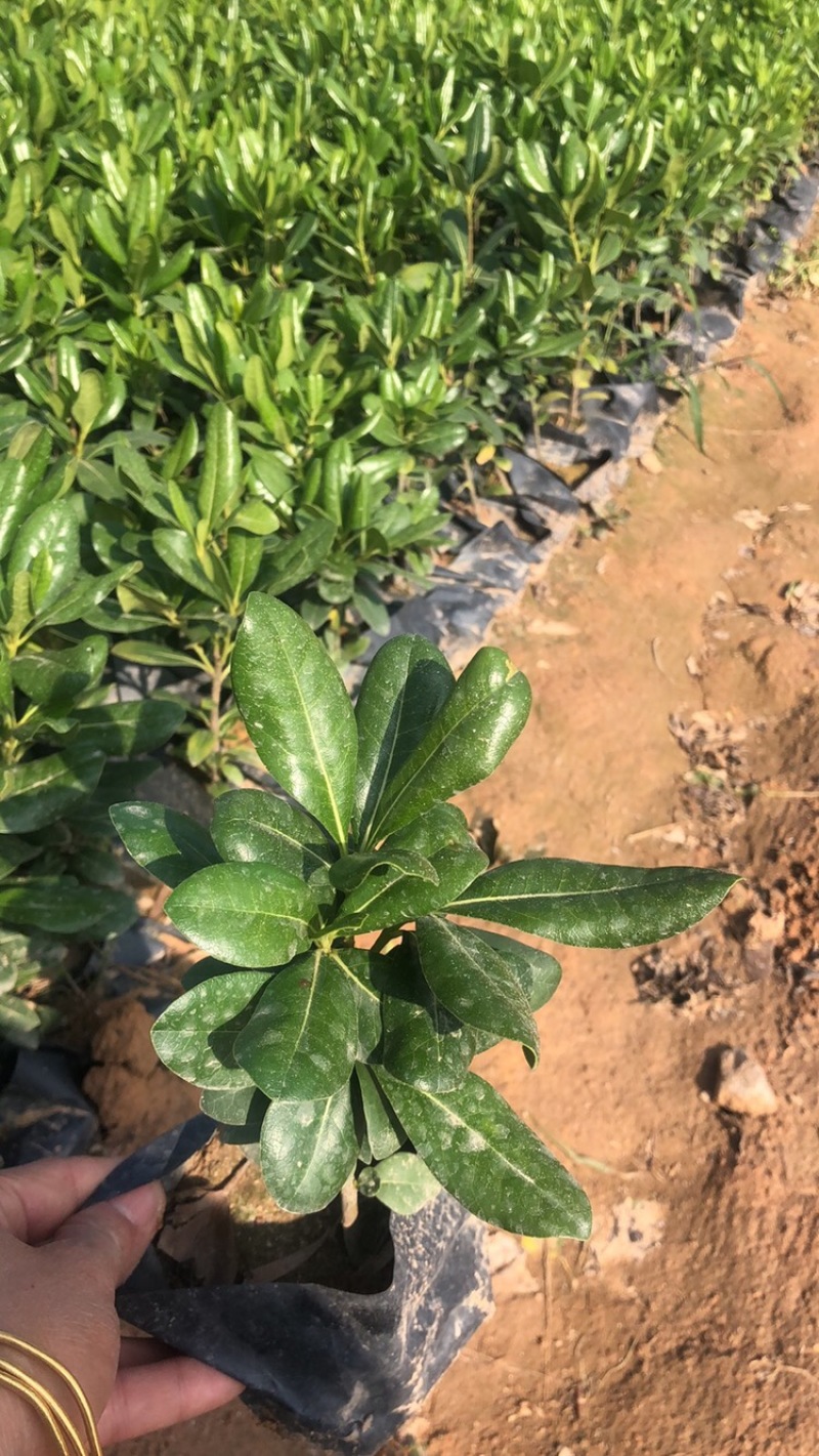 长期大量供应自家扦插大小袋海桐，现挖现发，欢迎下单