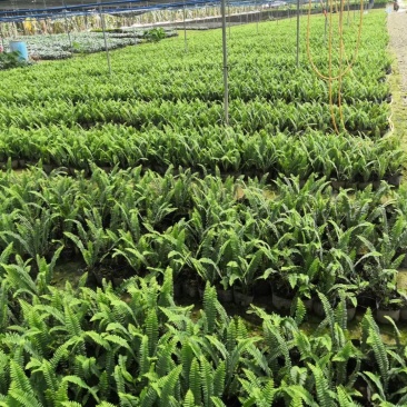 排骨草肾蕨园林绿化工程苗基地直供