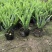 排骨草肾蕨园林绿化工程苗基地直供