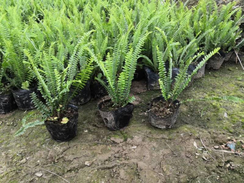 排骨草肾蕨园林绿化工程苗基地直供
