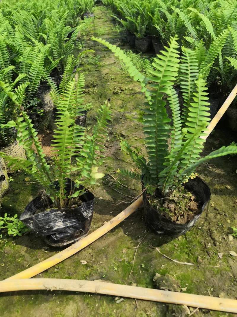 排骨草肾蕨园林绿化工程苗基地直供