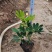 排骨草肾蕨园林绿化工程苗基地直供