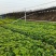 排骨草肾蕨园林绿化工程苗基地直供