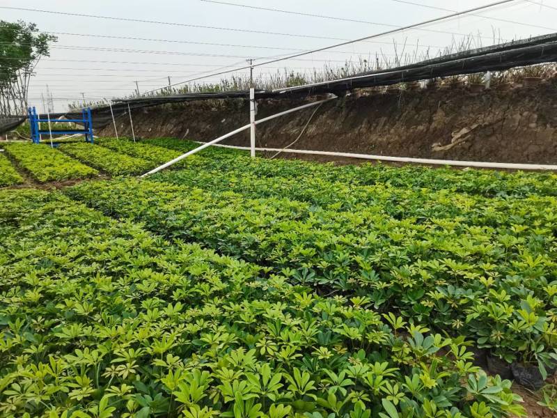 排骨草肾蕨园林绿化工程苗基地直供