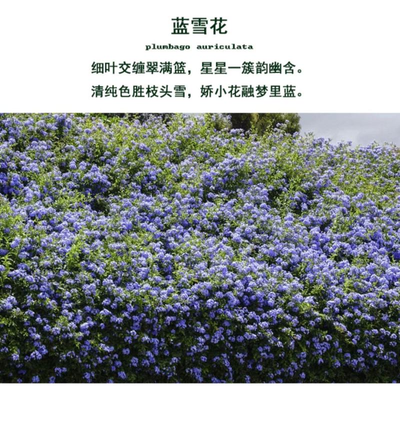 蓝雪花盆栽花苗大苗室内庭院阳台四季花卉花开不断耐热耐寒