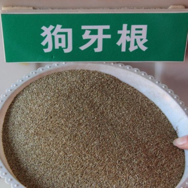 狗牙根种子，狗牙根草坪种子，狗牙根，批发零售量大从优