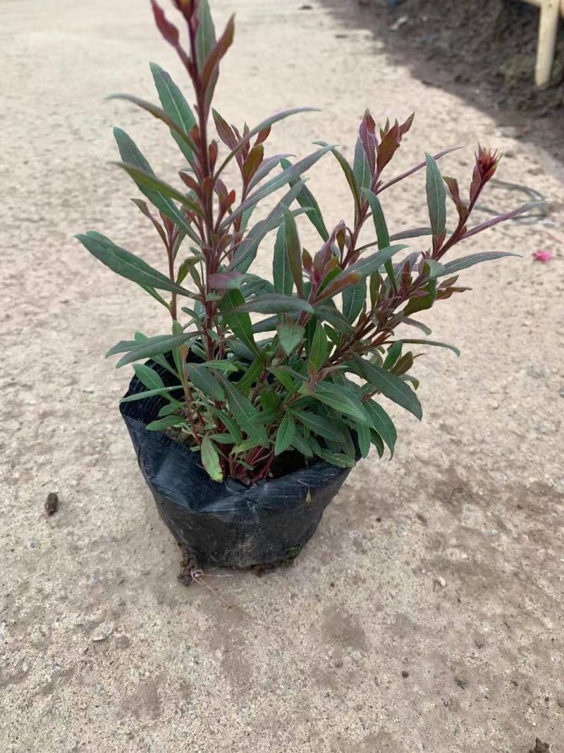 山桃草袋苗园林绿化工程袋苗基地直供