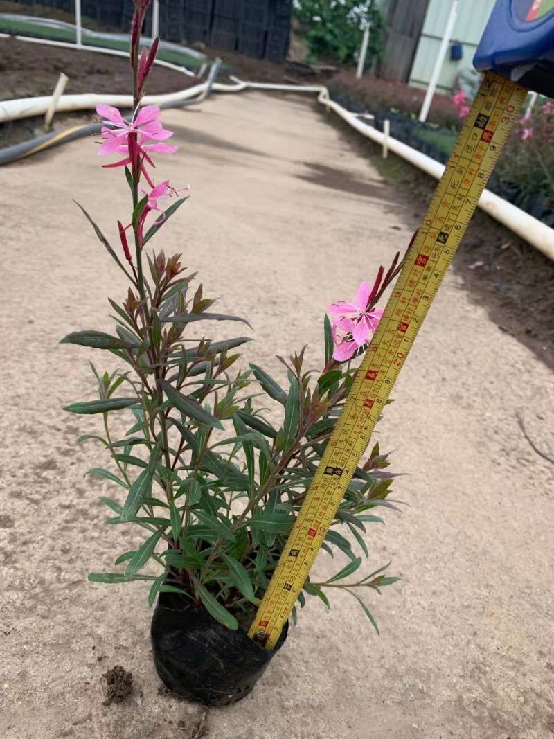 山桃草袋苗园林绿化工程袋苗基地直供