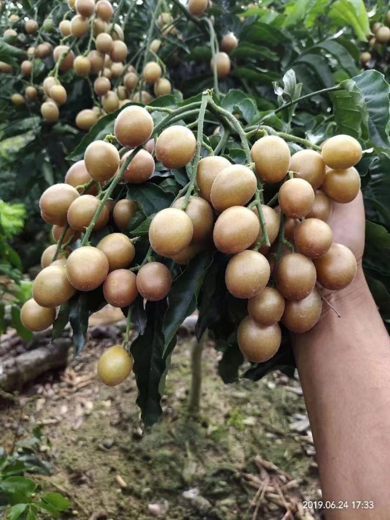 黑黄皮果苗，品种正宗，