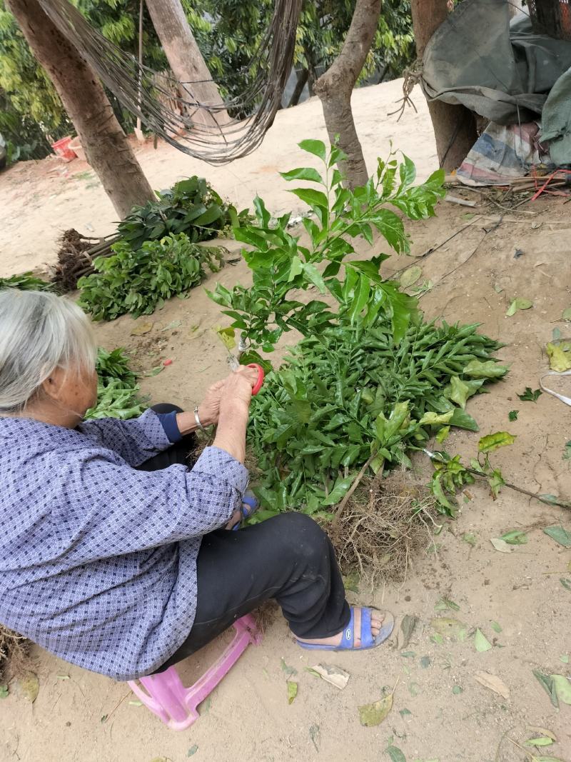 黑黄皮果苗，品种正宗，