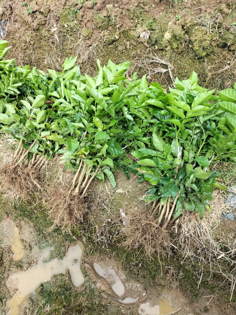 黑黄皮果苗，品种正宗，