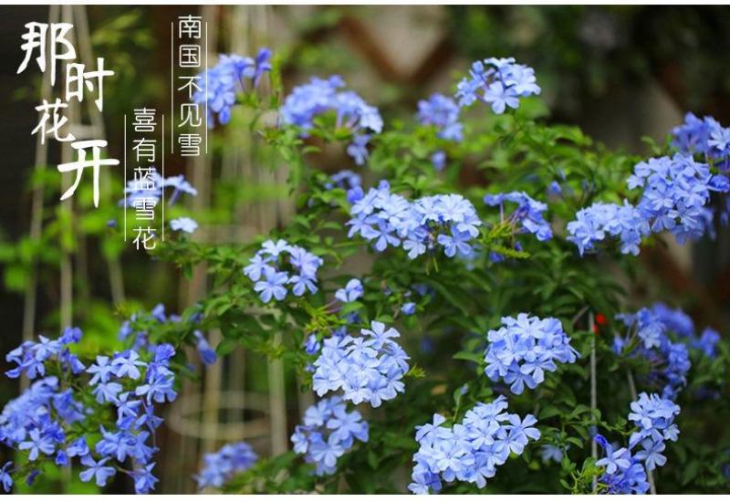 蓝雪花盆栽花苗大苗室内庭院阳台四季花卉花开不断耐热耐寒