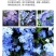 蓝雪花盆栽花苗大苗室内庭院阳台四季花卉花开不断耐热耐寒