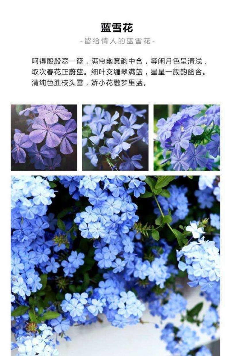 蓝雪花盆栽花苗大苗室内庭院阳台四季花卉花开不断耐热耐寒
