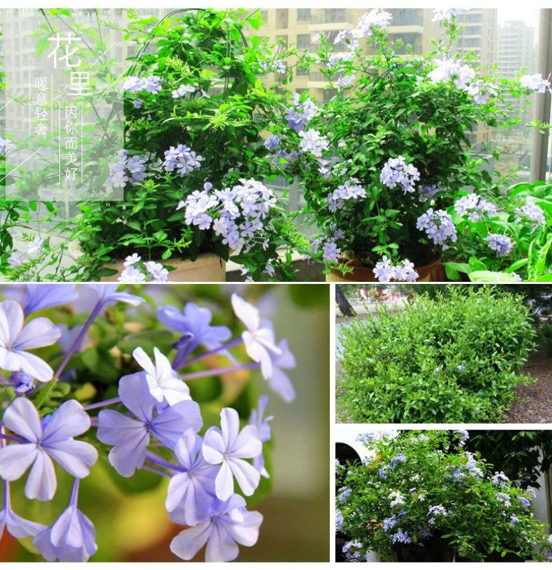 蓝雪花盆栽花苗大苗室内庭院阳台四季花卉花开不断耐热耐寒