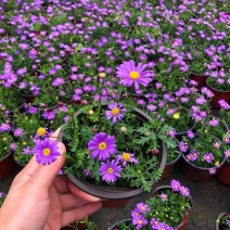 姬小菊盆栽花苗阳台庭院开花机器耐热耐寒多年生草花带花苞