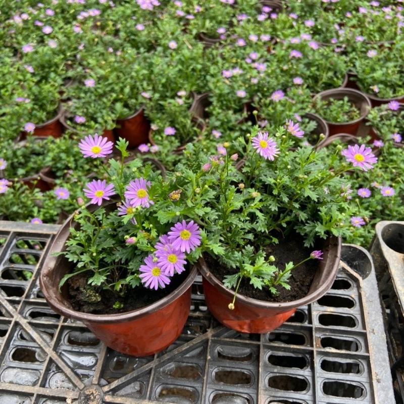 姬小菊盆栽花苗阳台庭院开花机器耐热耐寒多年生草花带花苞