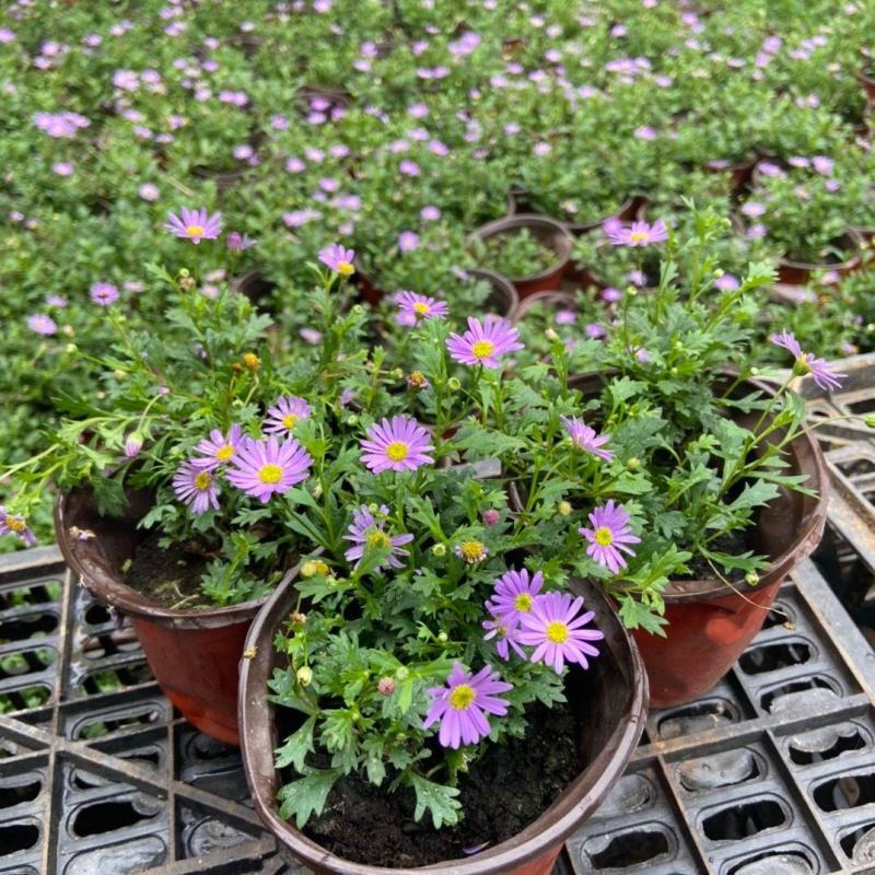 姬小菊盆栽花苗阳台庭院开花机器耐热耐寒多年生草花带花苞