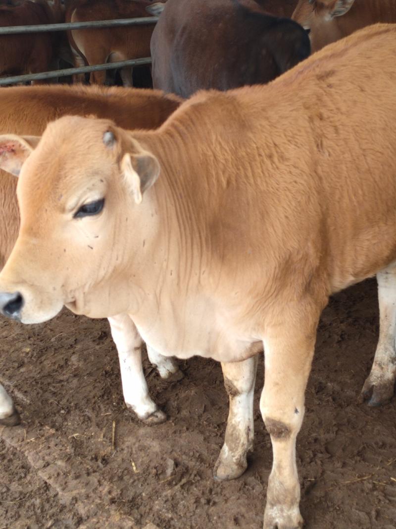 鲁西黄牛犊五元改良肉牛自养直销包技术包回收