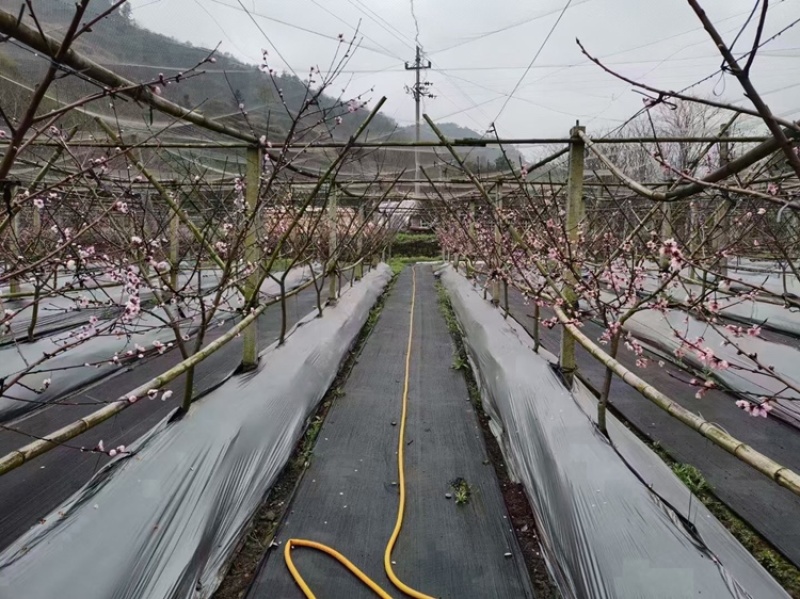 防草布，盖草布，园艺地布，大棚种植抑草可降解