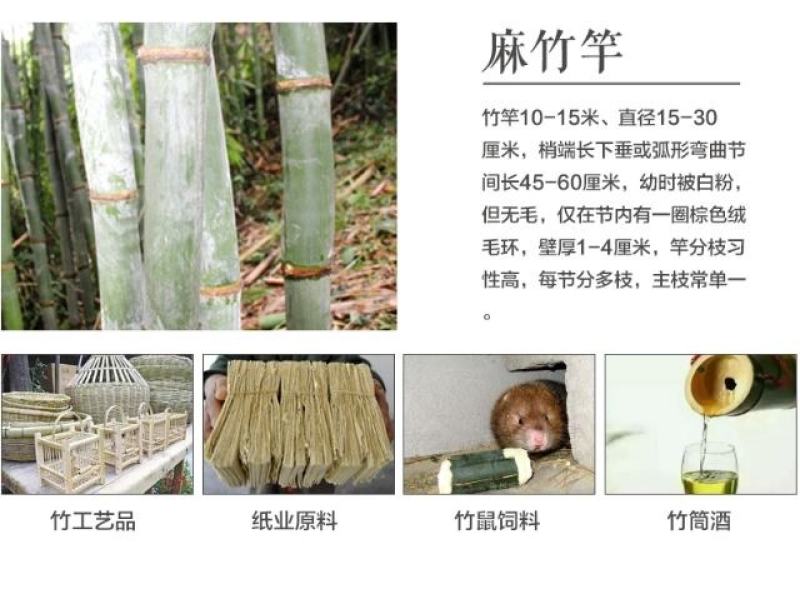 麻竹笋大苗麻竹苗竹苗基地直供数量有限