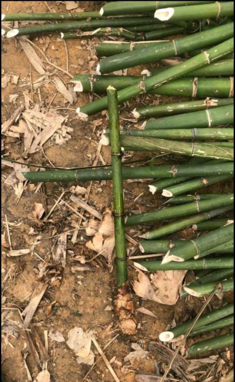 麻竹笋大苗麻竹苗竹苗基地直供数量有限