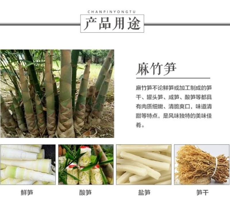 麻竹笋大苗麻竹苗竹苗基地直供数量有限