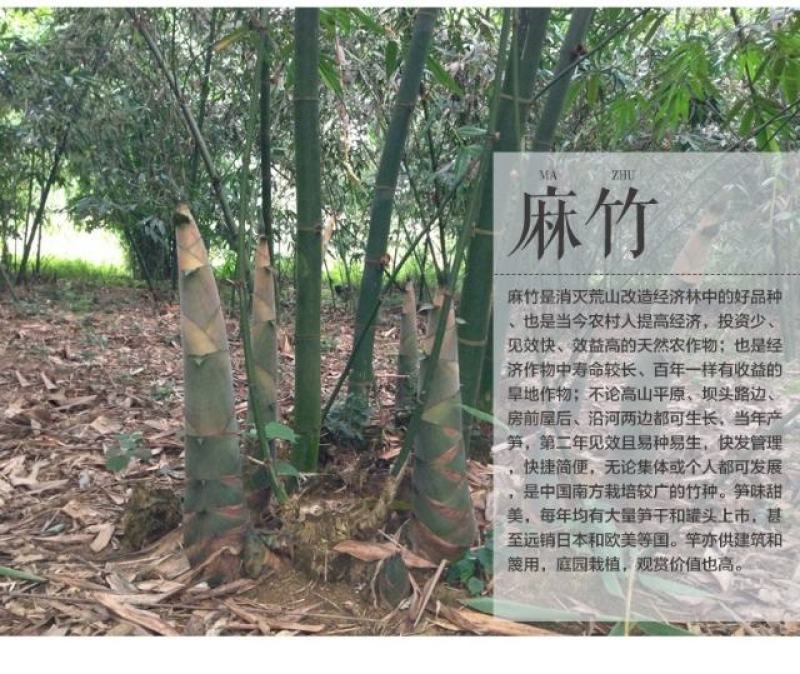 麻竹笋大苗麻竹苗竹苗基地直供数量有限