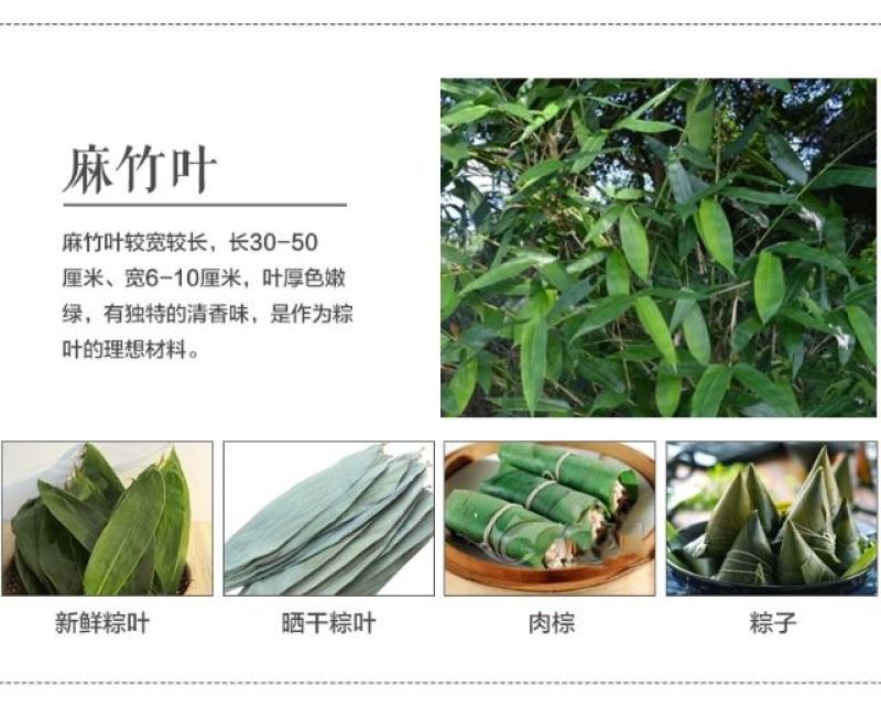 麻竹笋大苗麻竹苗竹苗基地直供数量有限