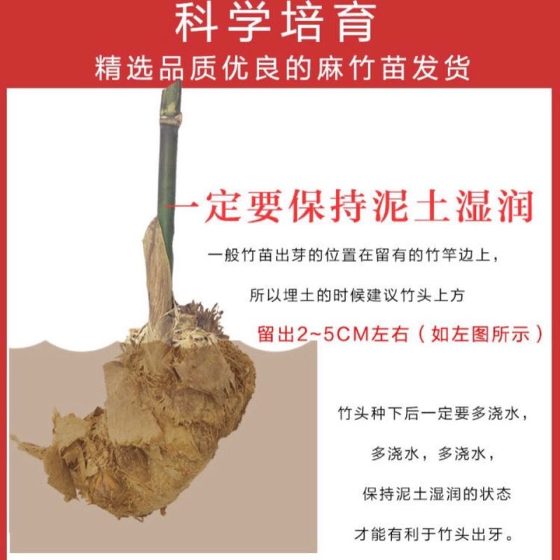 麻竹笋大苗麻竹苗竹苗基地直供数量有限