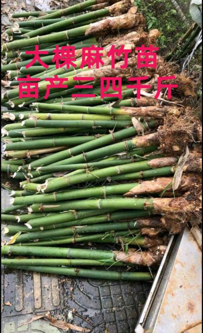 麻竹笋大苗麻竹苗竹苗基地直供数量有限