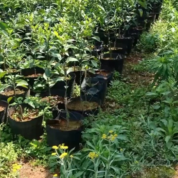 091无核沃柑（大叶枳壳）枳橙沾木大杯苗