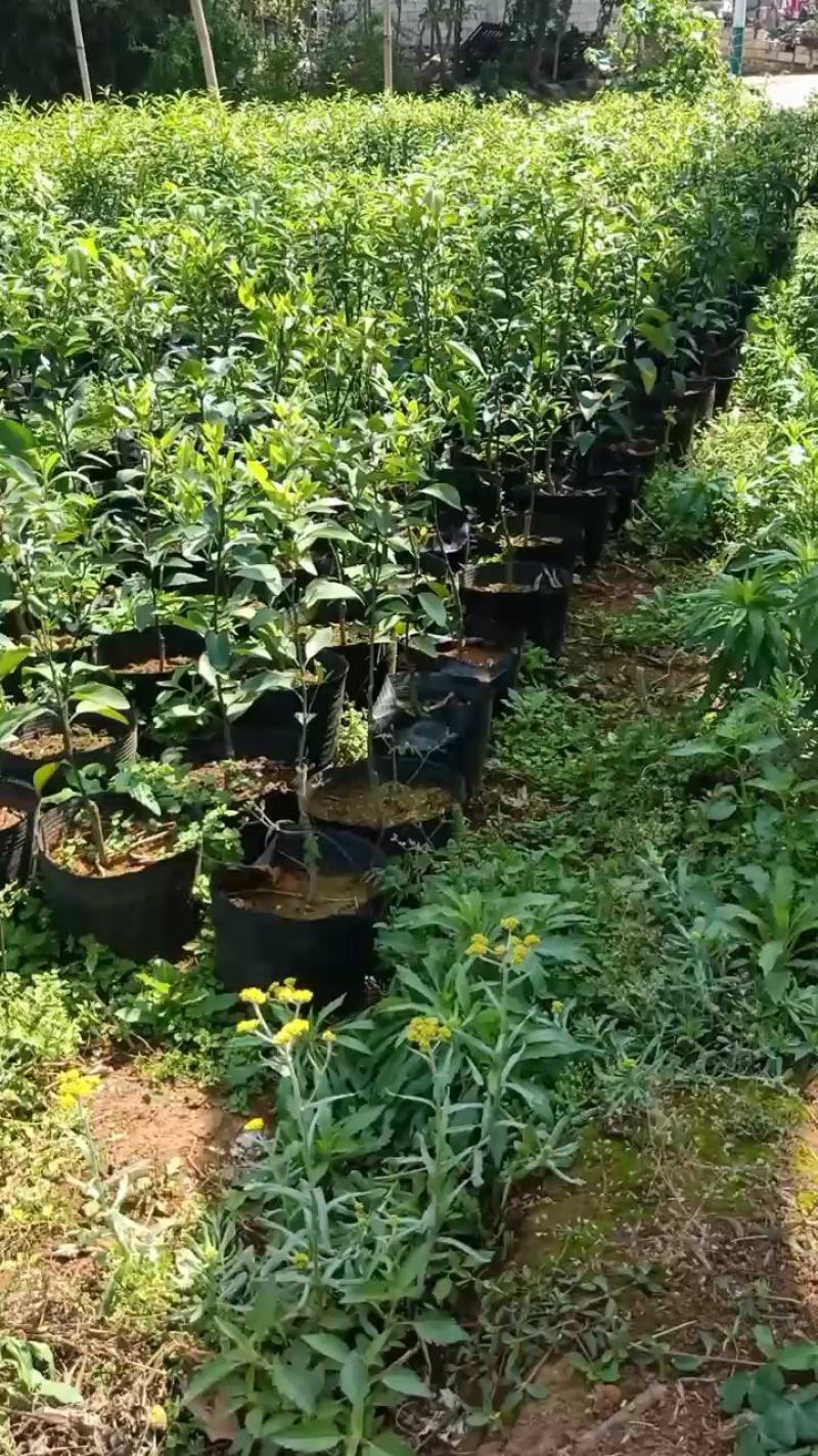 091无核沃柑（大叶枳壳）枳橙沾木大杯苗