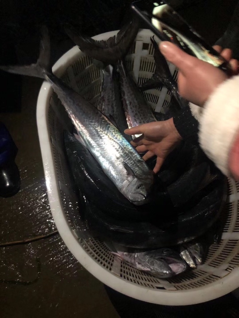 正宗象山港蓝点马鲛鱼现捕现卖，3月中旬上市