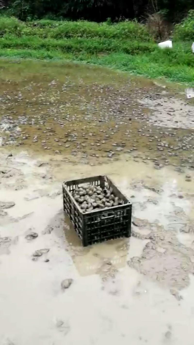 鑫隆农场批发零售中华圆田螺