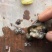 鑫隆农场批发零售中华圆田螺