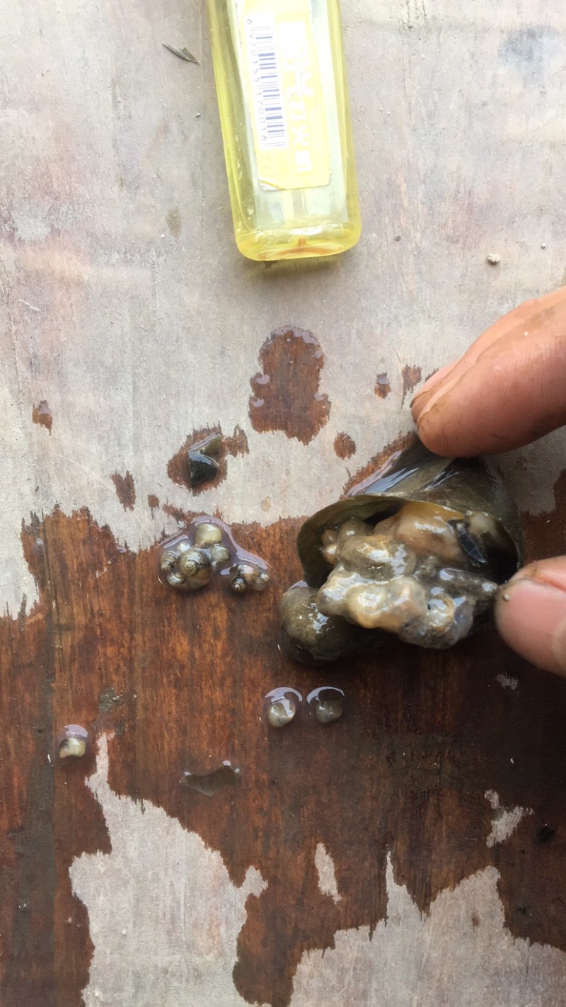 鑫隆农场批发零售中华圆田螺